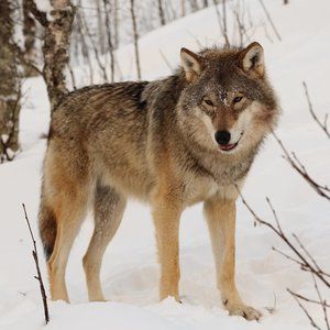 Meet your Posher, Martin